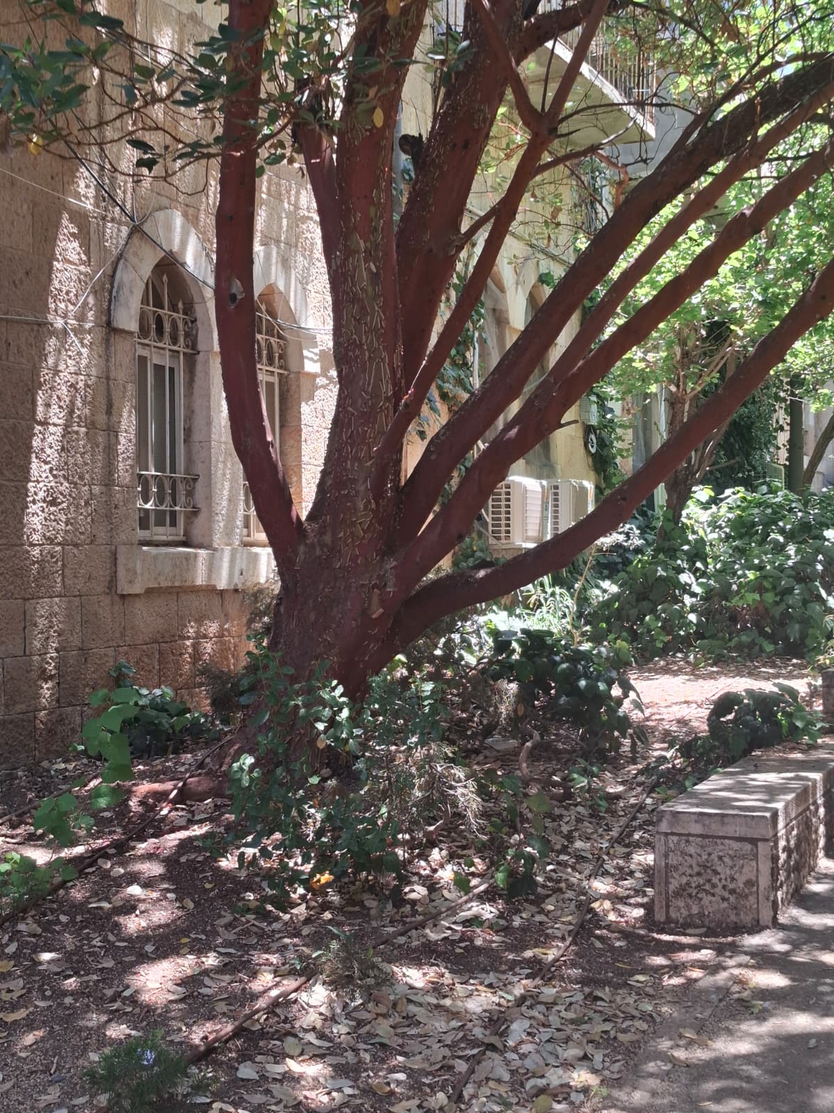גלריית הסודות של שערי חסד - סיור בין סמטאות וסיפורים חלק 2
